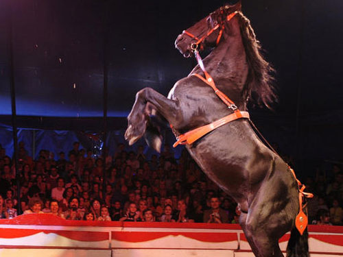 Foto Circul Orlando